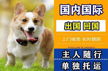 淄博市宠物托运公司淄博市宠物托运公司淄博市宠物托运公司