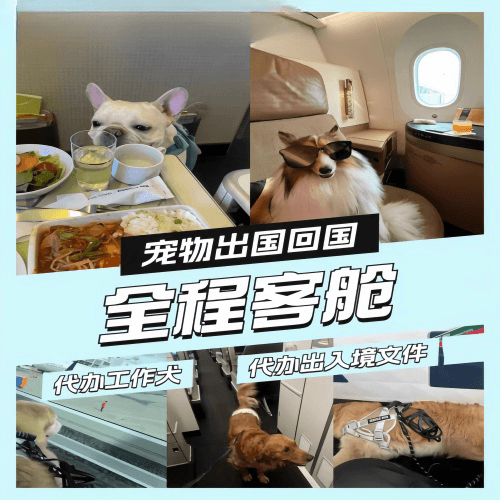 淄博市宠物托运到白俄罗斯宠物入境规定和要求